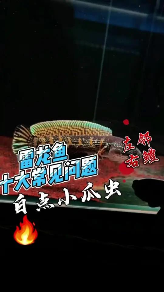 雷龙鱼十大常见问题之白点 白点高发期到了,打开加热棒吧 雷龙鱼 黄金眼镜蛇雷龙 巴卡雷龙 