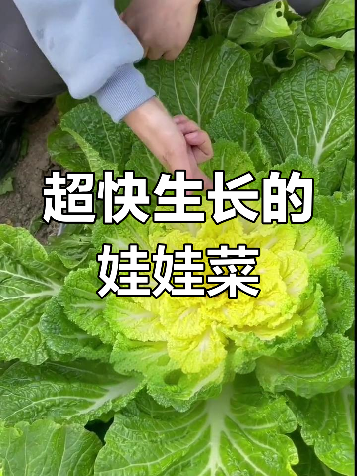 娃娃菜,二十天就能收获!嫩脆无纤维,赶紧种起来