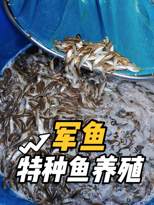 曾经分布广泛的军鱼，养殖对自然水域有何特定要求？