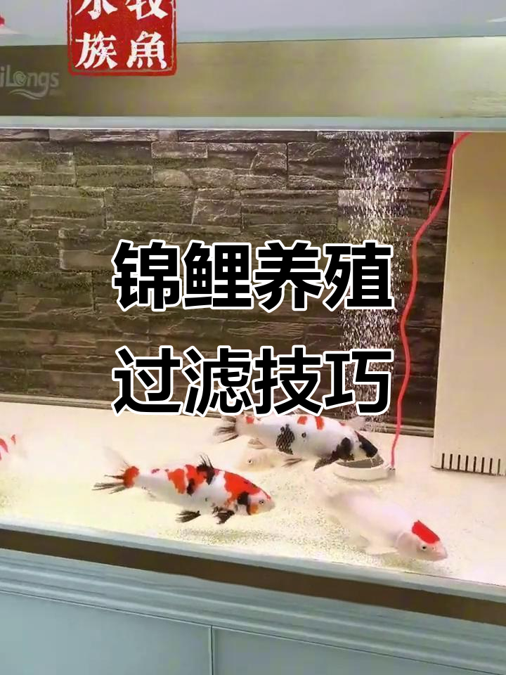 养锦鲤必备过滤系统，五条鱼缸配置全解析