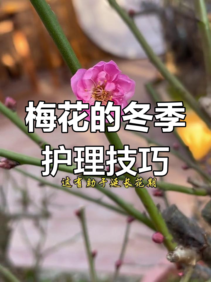 冬季梅花养护全攻略:浇水、光照与土壤管理