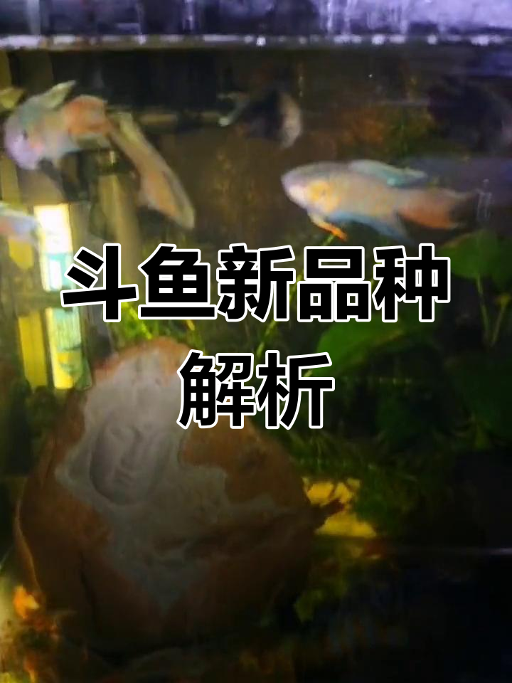 中国斗鱼改良品种大揭秘,观赏价值更高