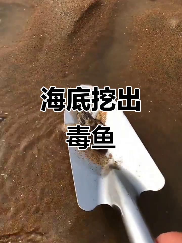 赶海发现松江鲈鱼，小心被刺伤！
