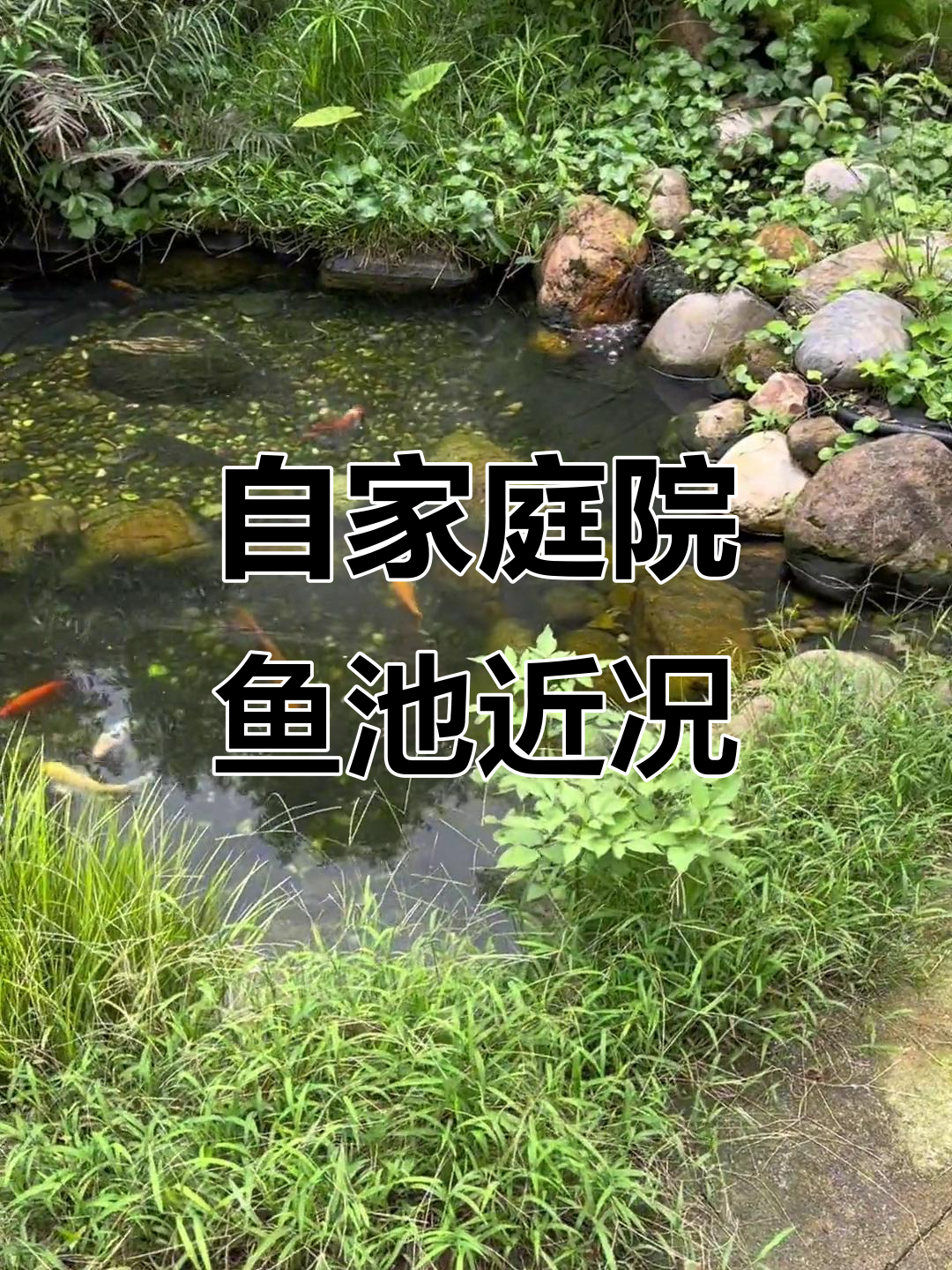 鱼池原生造景与水泵更换,锦鲤成长记