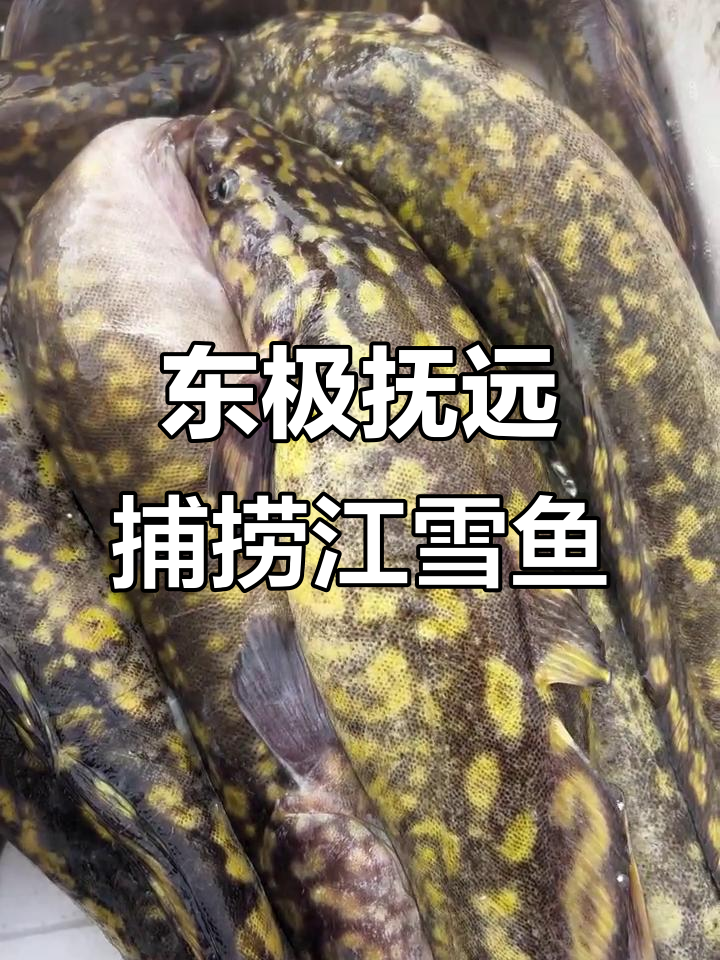 乌苏里江捕获野生冷水鱼,口感鲜美惊艳渔民