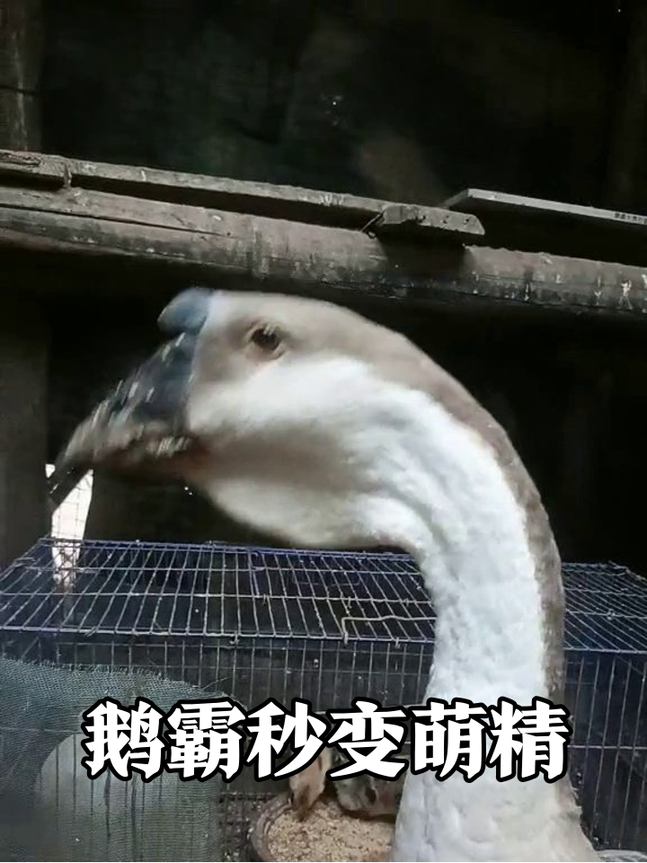 肉瘤鹅气场全开甩头耍帅,被摸肚腩秒变粘人精,反差萌炸了!