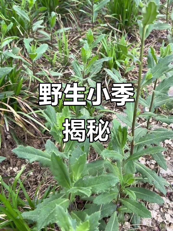 这种带刺野菜,农村常见却少有人吃,你见过吗?