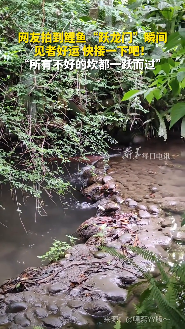 网友拍到鲤鱼“跃龙门”瞬间,见者好运