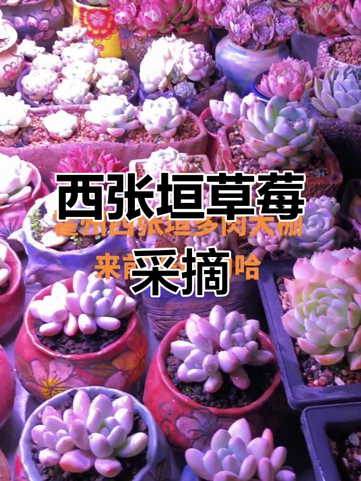 霍州西张垣草莓园,农业局附近的多肉花卉基地等你来探