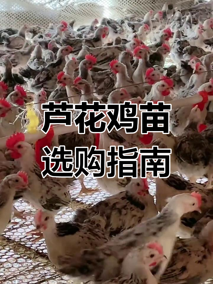 白芦花鸡苗公母搭配,养殖轻松选