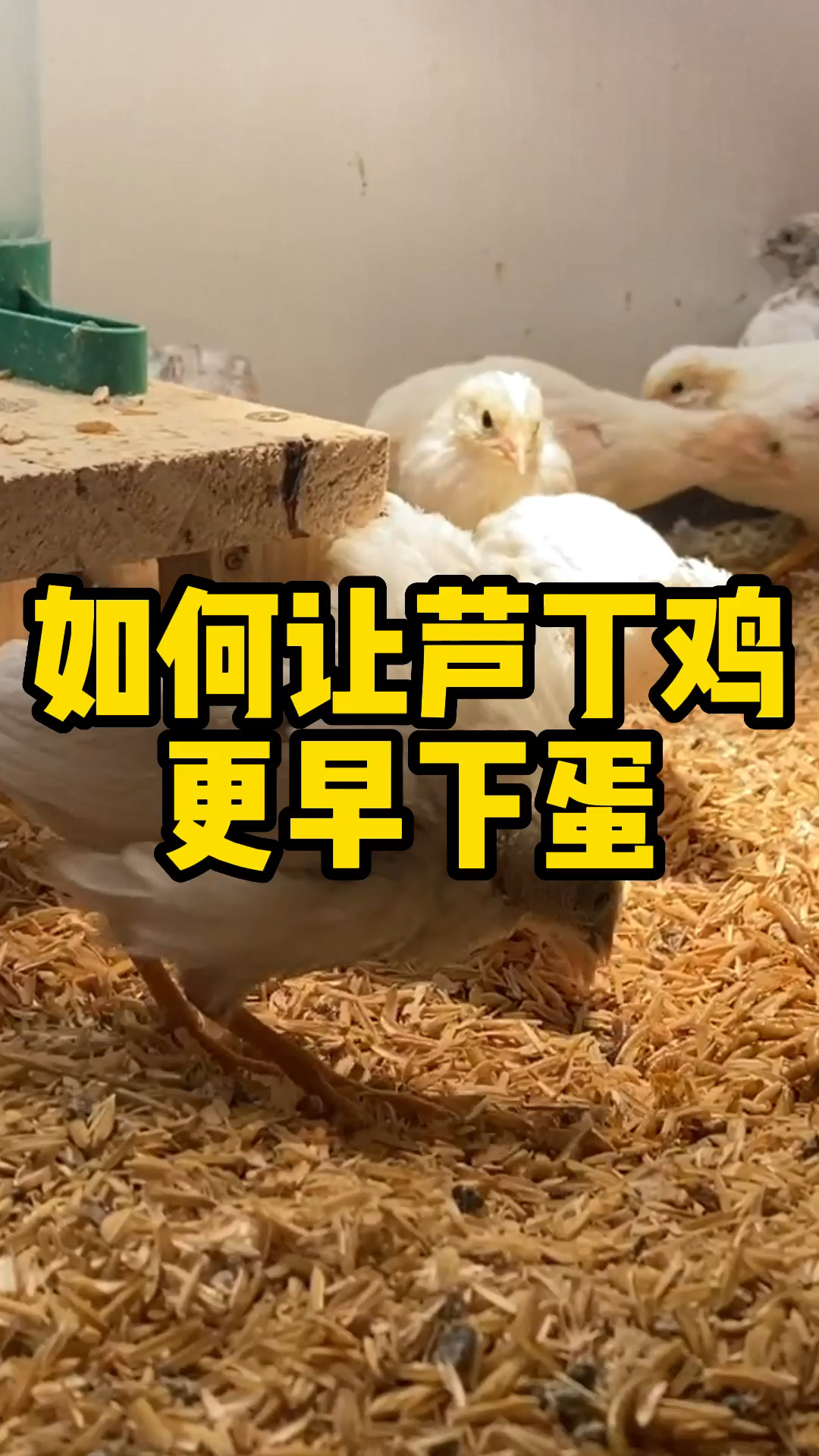 一个小技巧,让你的芦丁鸡更早下蛋
