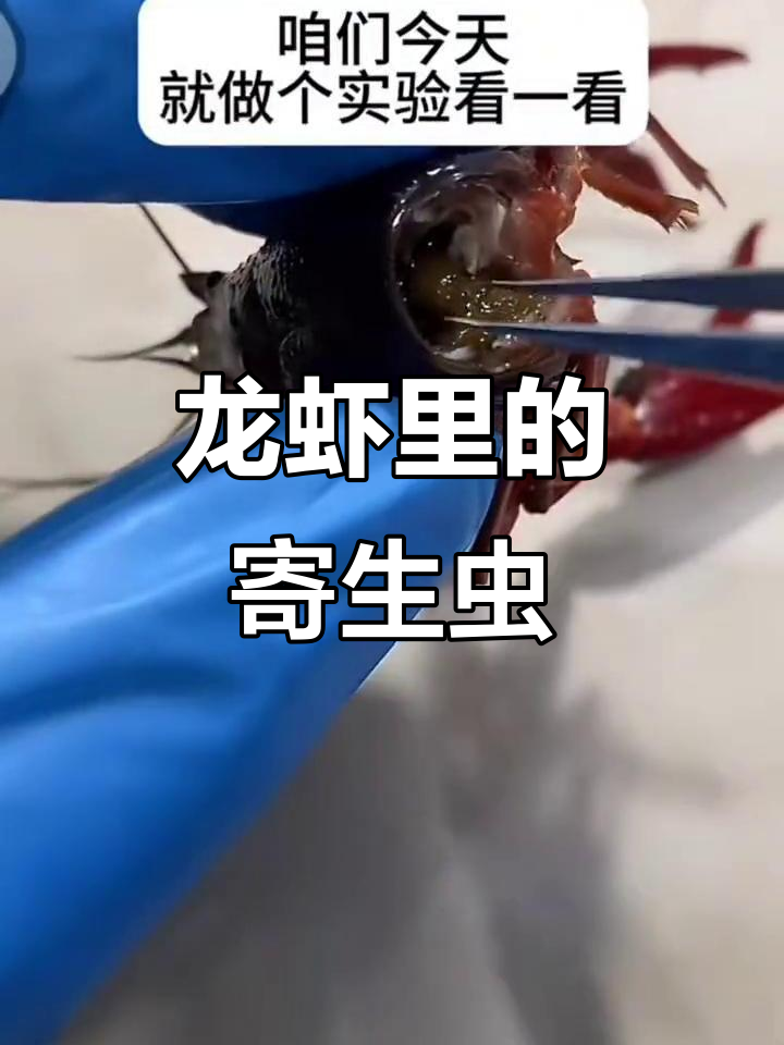 龙虾煮熟了,但寄生虫竟然没死!