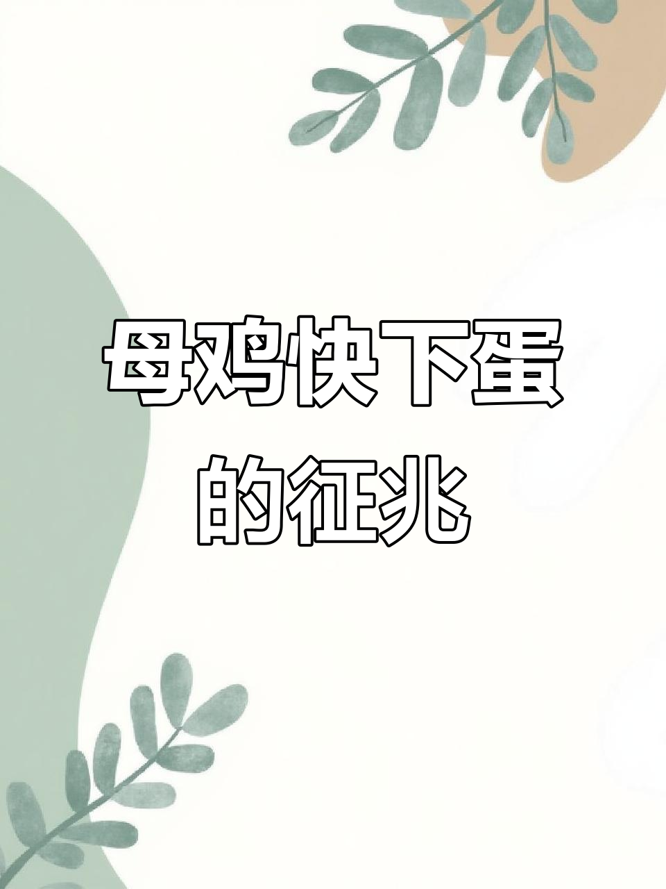 母鸡下蛋前的三大信号,你注意到了吗?