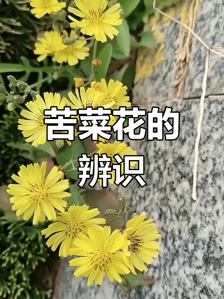 苦菜花与蒲公英的区别,你了解吗?