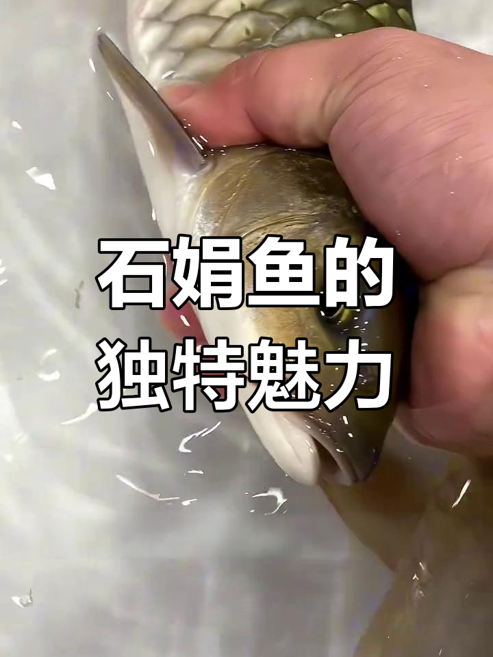 石鳟鱼:水中精灵,鲜嫩美味多种做法