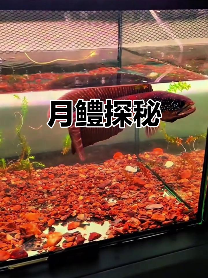探索雷龙鱼，了解广东七星鱼的独特魅力