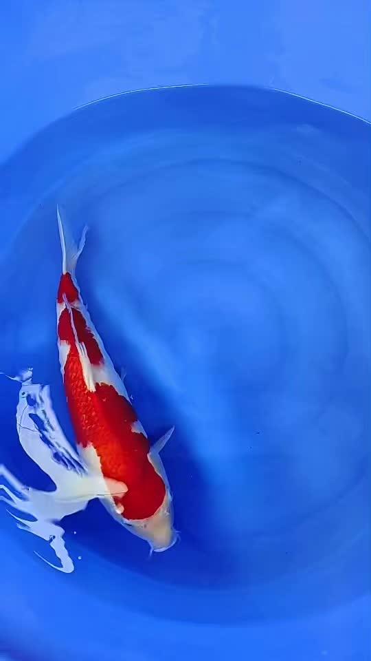 红白锦鲤 见锦鲤者发发发 好贵气的鲤鱼 流水生财 风水鱼 精品锦鲤