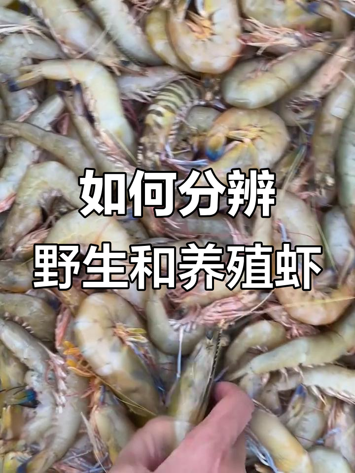 野生海虾与养殖虾如何区分?海边人教你一招
