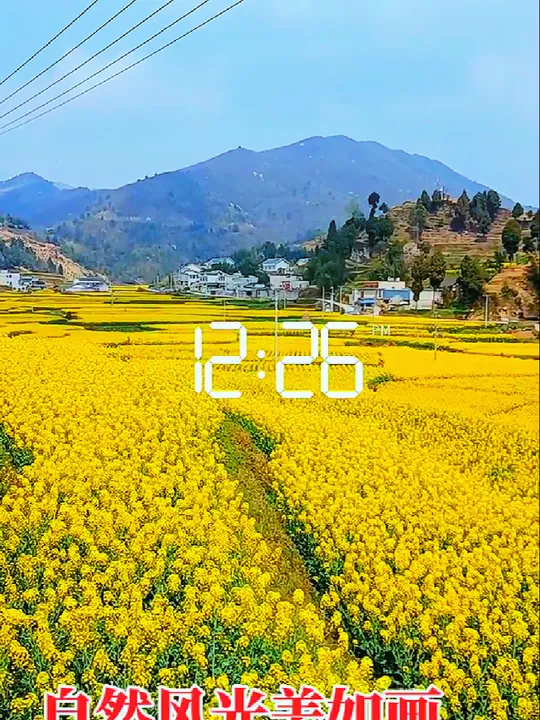农村油菜花盛开,绘就绝美田园风景画卷