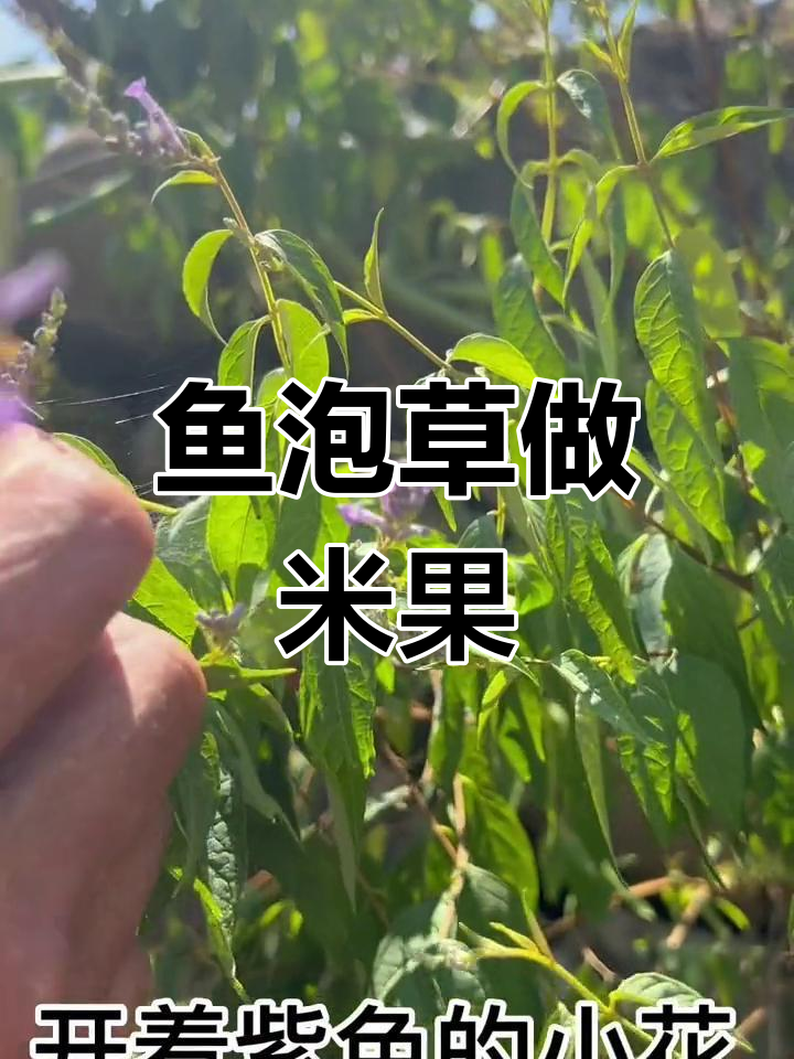 鱼泡草的独特用途,你们那里有吃过吗?