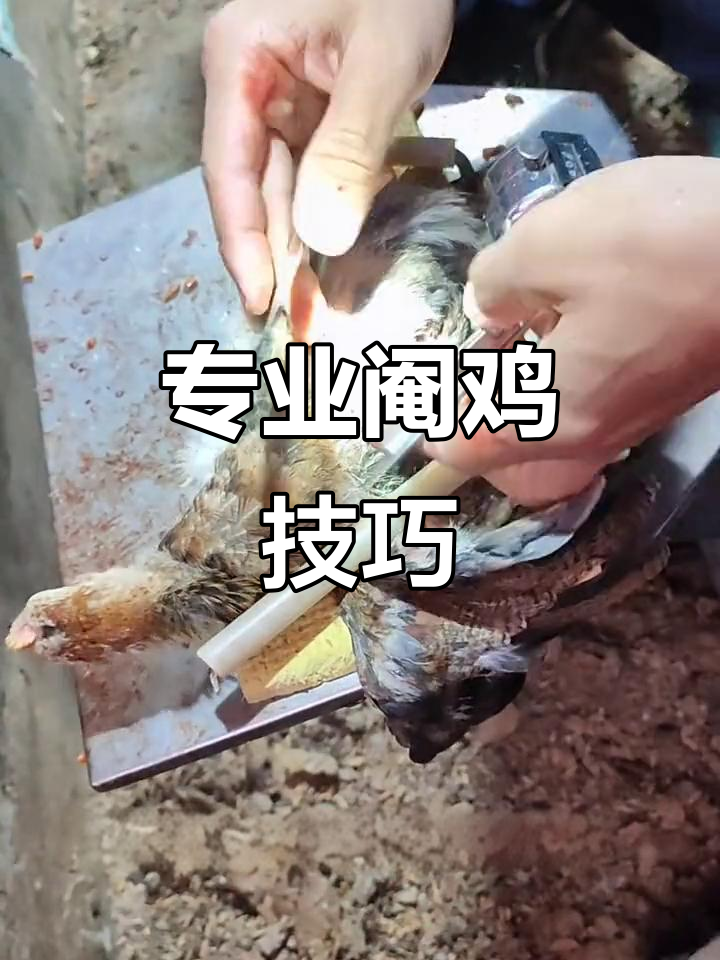 阉鸡技术大揭秘,精准快速才是王道