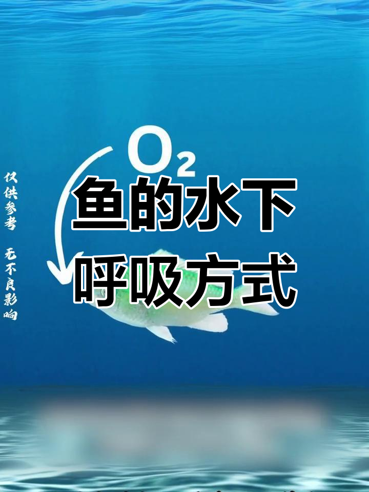鱼如何在水中呼吸?揭秘鳃的神奇作用