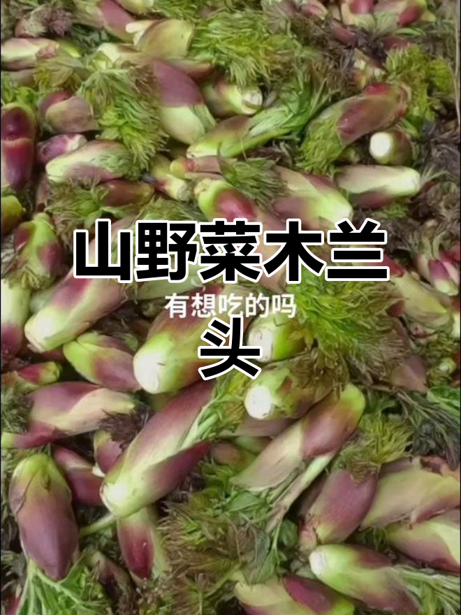 木兰头:山野菜的美味与营养
