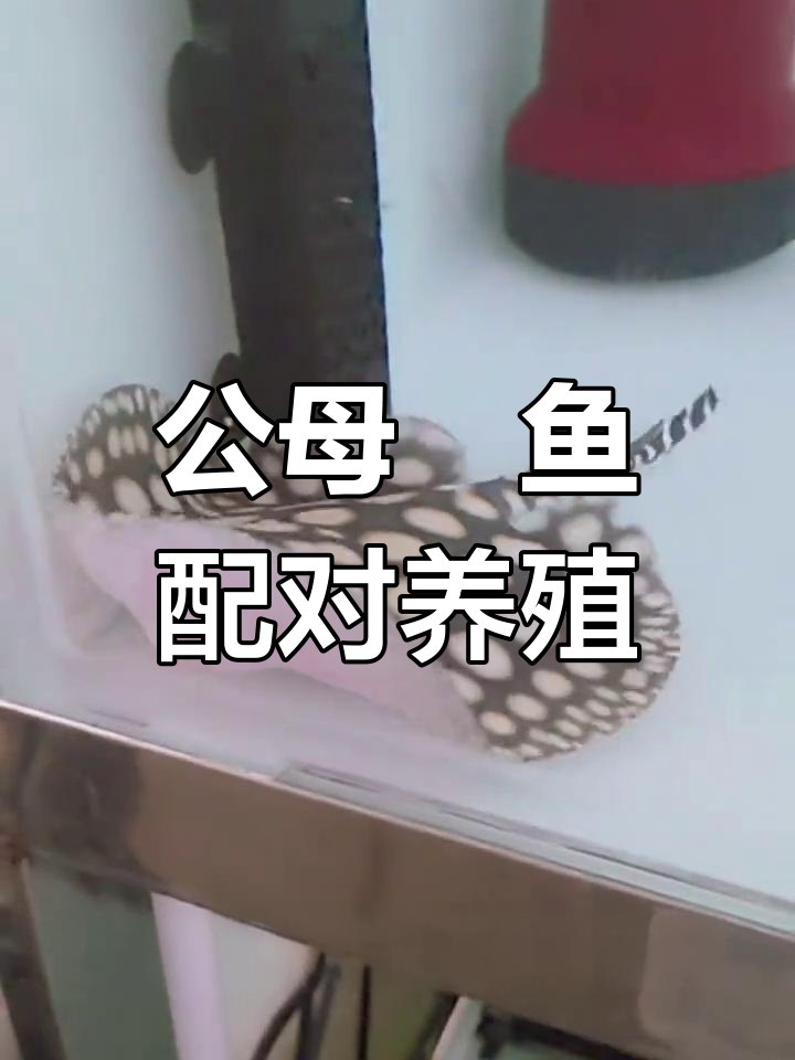 魟鱼公母混养,繁殖更方便