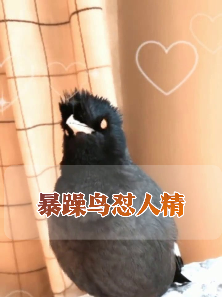 这鸟怕不是成精了!仰头怼人自带表情包