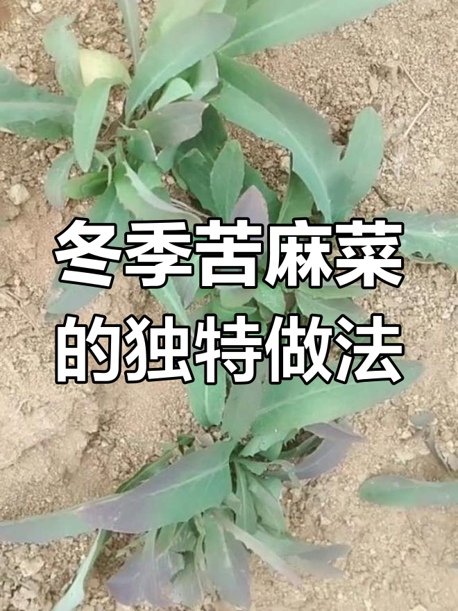 初冬苦麻菜新鲜采摘,叶子蘸酱吃,根晒干泡水喝