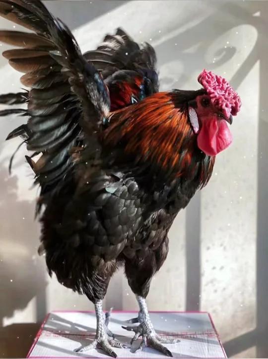手绘一只可爱的大公鸡,完工