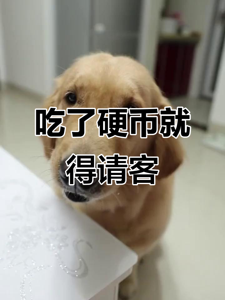 吃饺子吃到硬币，结果请客变成了我！