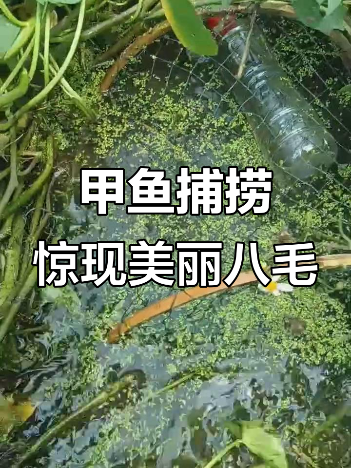 甲鱼地笼捕捉大惊喜,漂亮八毛惊艳登场
