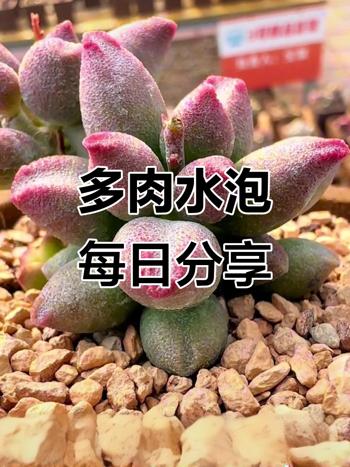 每天四颗多肉水泡，红樱桃、麻婆豆腐等超萌品种大揭秘