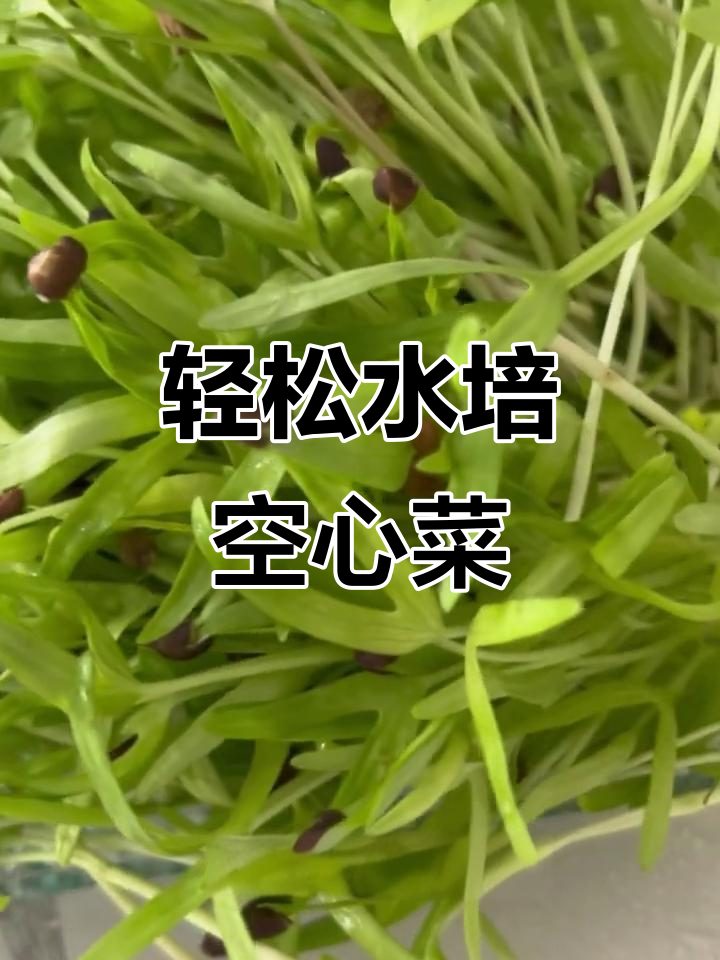 水培空心菜,无土种植更简单