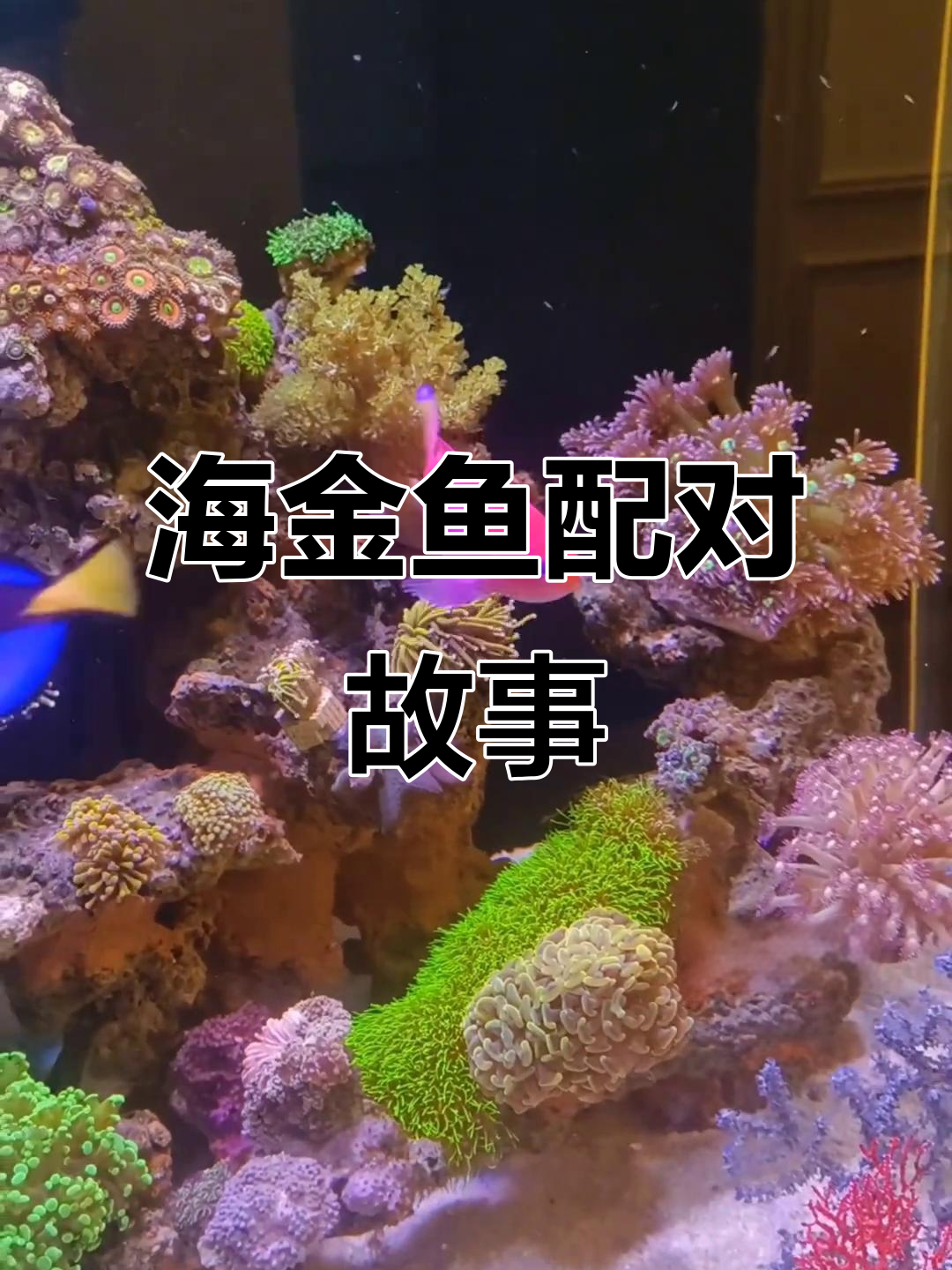 海水鱼配对与繁殖的日常,男主外女主内的生活模式