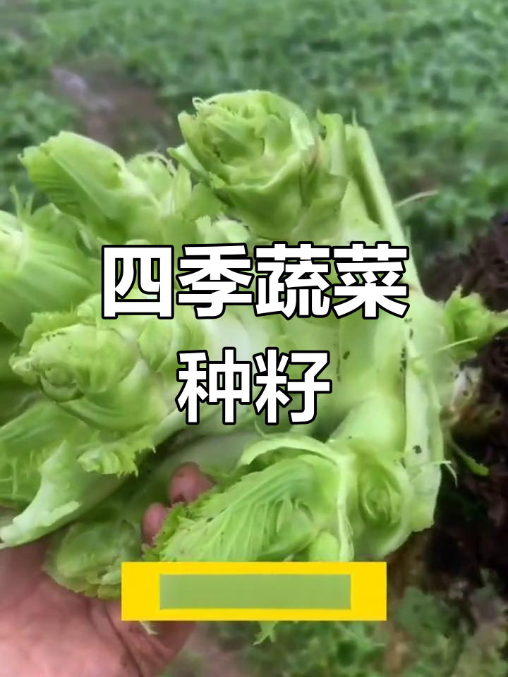 四川早熟儿菜种子,四季种植,阳台也能轻松栽培