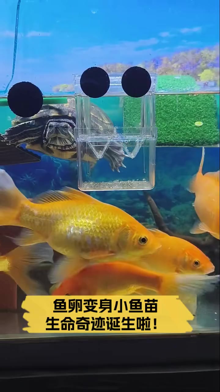 鱼卵变身小鱼苗,生命奇迹诞生啦!