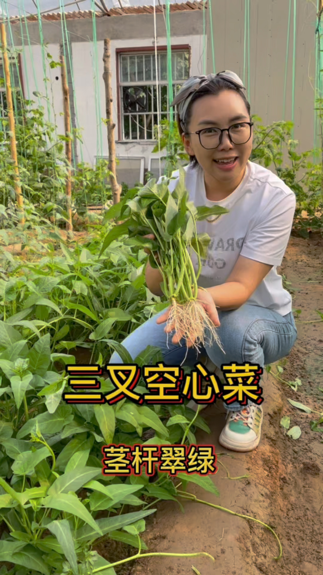 三叉空心菜,8月正适合种植