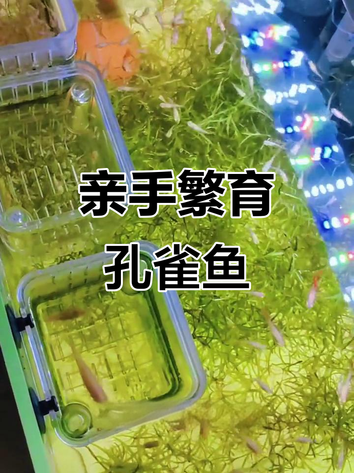 从零开始繁育全红孔雀鱼,挑战与喜悦并存