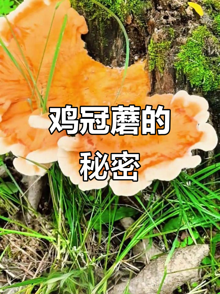 硫磺菌:像鸡冠一样的蘑菇,鲜嫩美味又药用