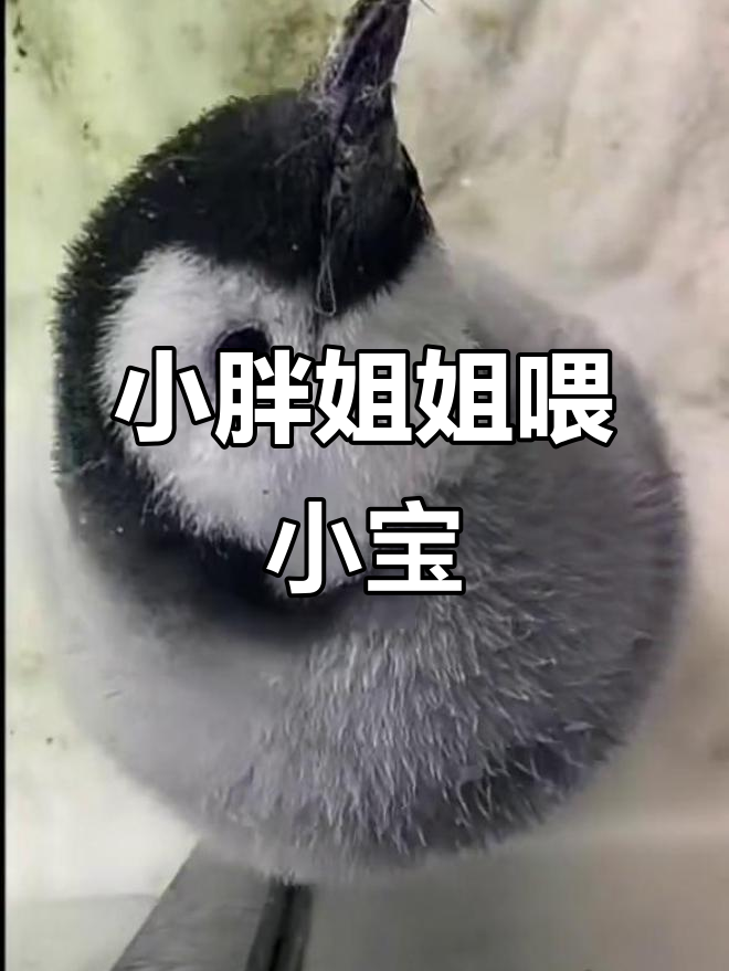帝企鹅宝宝萌叫声,超可爱!