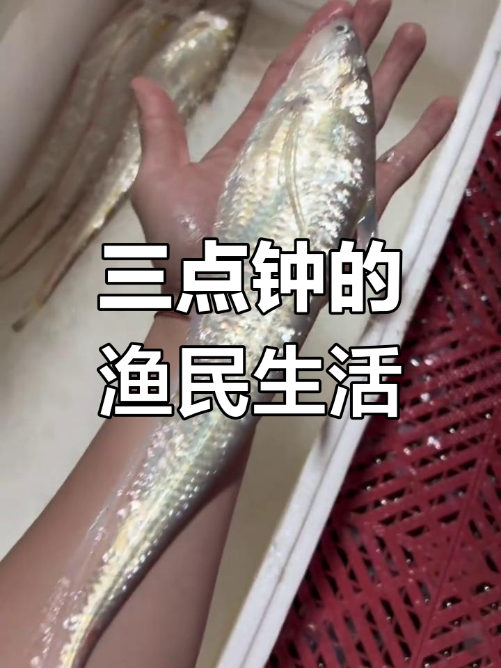 钱塘江渔民捕捞刀鱼,凌晨三点出海劳作日常
