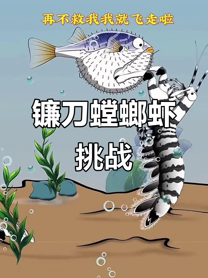 镰刀螳螂虾大作战,四川河豚肚皮成救星