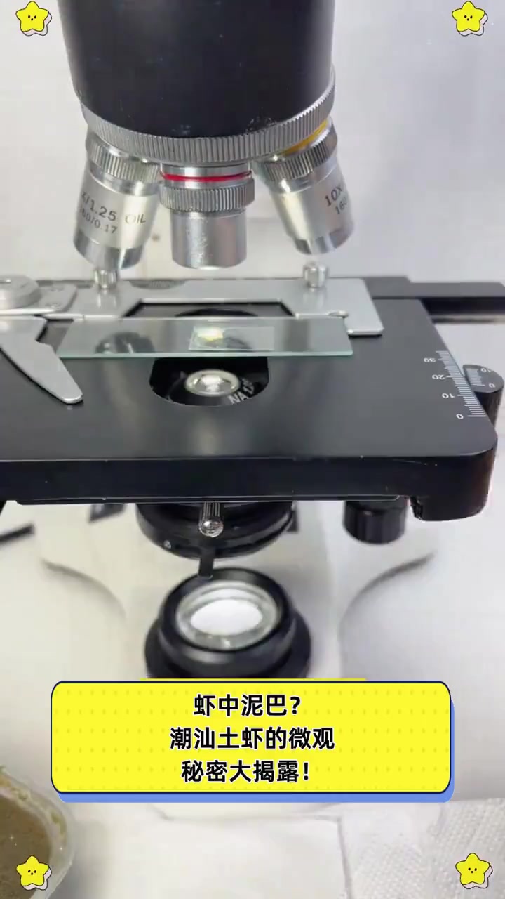 虾中泥巴?潮汕土虾的微观秘密大揭露!