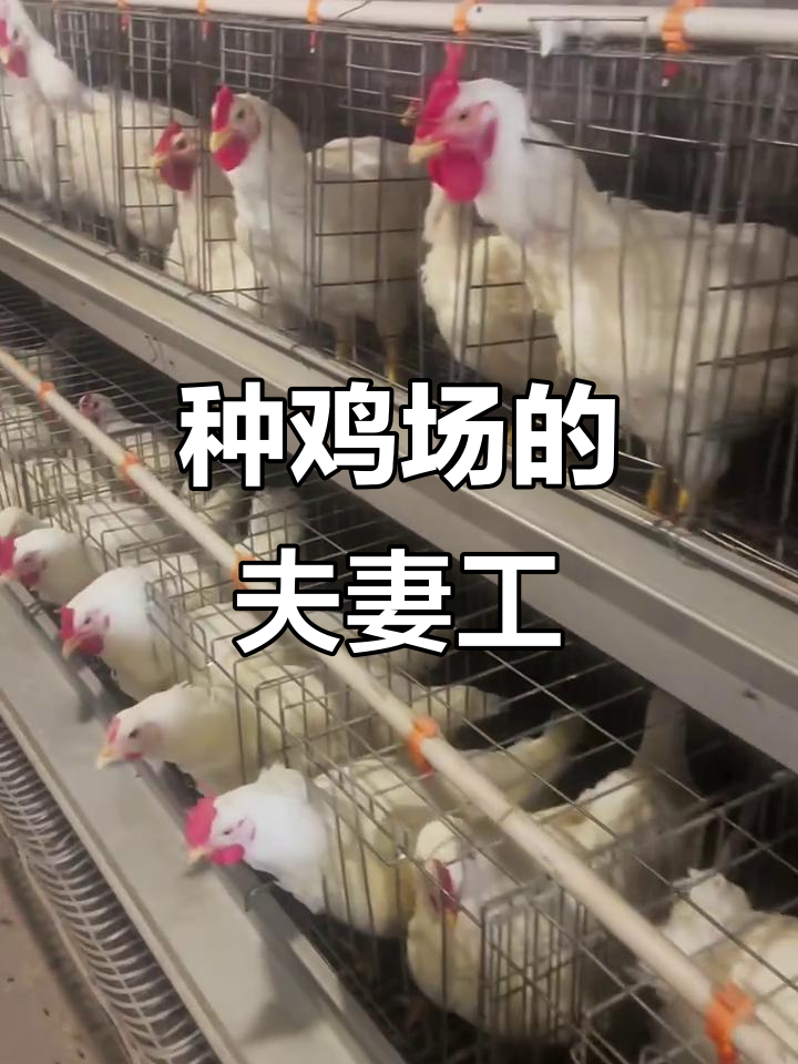 夫妻饲养员日常:忙碌的种鸡场生活,挑战与乐趣并存