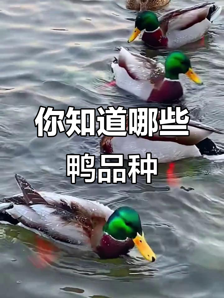 认识这些鸭子,你都能叫出名字吗?