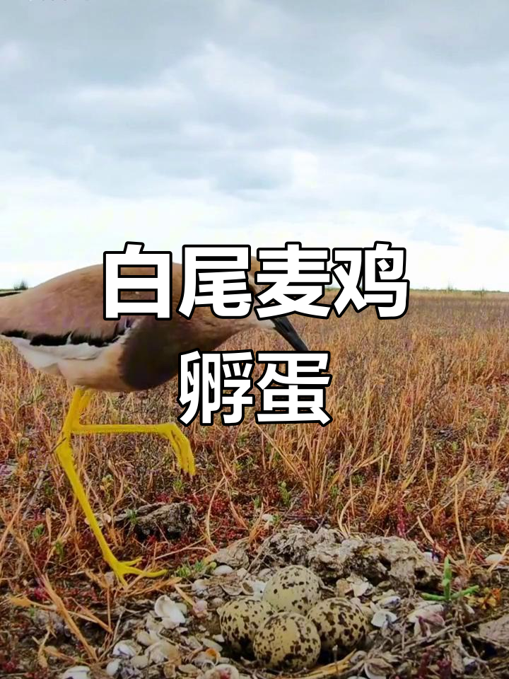 白尾麦鸡小心孵蛋,生怕伤到宝宝