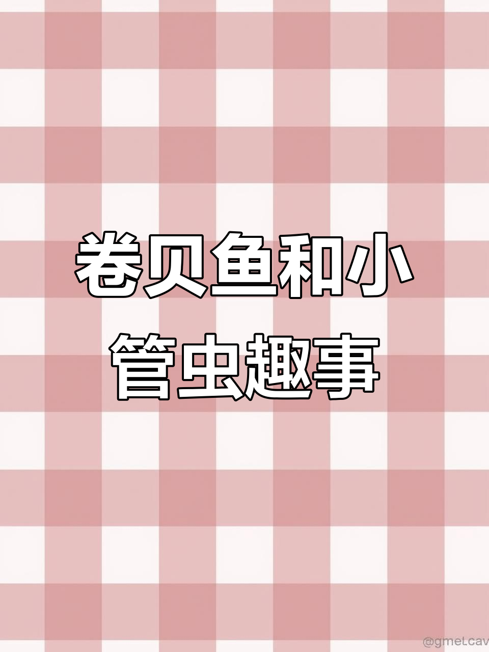 卷背鱼生小鱼,小管虫胆战心惊
