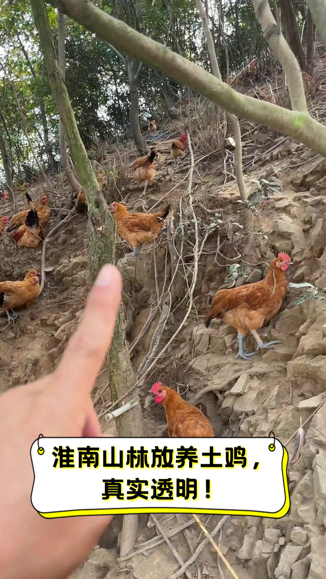 淮南山林放养土鸡，真实透明！